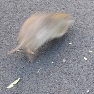 Isoodon obesulus obesulus at Paddys River, ACT - 25 Jun 2023 03:49 PM