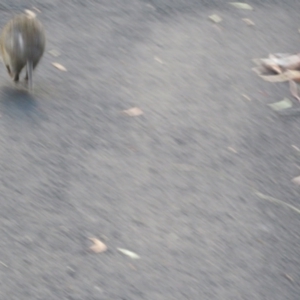 Isoodon obesulus obesulus at Paddys River, ACT - 25 Jun 2023 03:49 PM