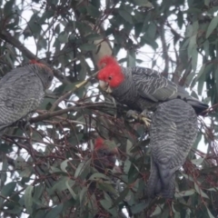 Callocephalon fimbriatum (Gang-gang Cockatoo) at Watson, ACT - 7 Jul 2023 by AniseStar