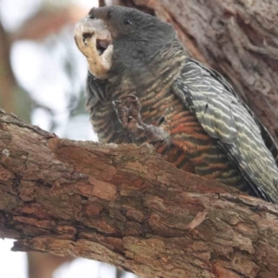 Callocephalon fimbriatum (Gang-gang Cockatoo) at Watson, ACT - 7 Jul 2023 by AniseStar