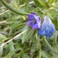 Echium plantagineum (Paterson's Curse) at Watson, ACT - 7 Jul 2023 by abread111