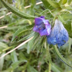 Echium plantagineum at Watson, ACT - 7 Jul 2023