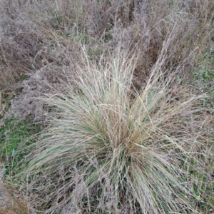 Poa labillardierei at Watson, ACT - 7 Jul 2023