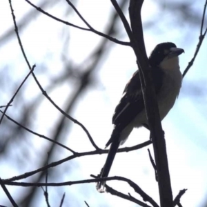 Cracticus torquatus at Watson, ACT - 7 Jul 2023