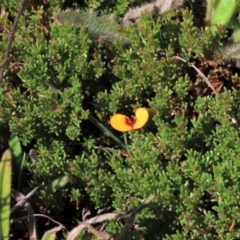 Dillwynia prostrata (Matted Parrot-pea) at Dry Plain, NSW - 14 Mar 2022 by AndyRoo