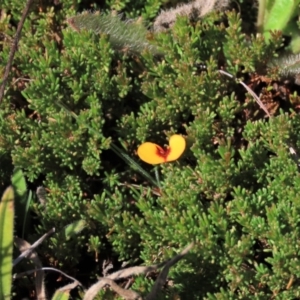 Dillwynia prostrata at Dry Plain, NSW - 14 Mar 2022 01:53 PM