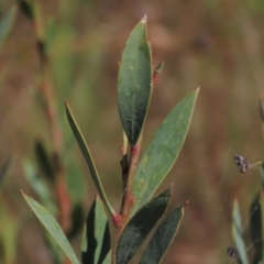 Daviesia mimosoides subsp. mimosoides at Dry Plain, NSW - 14 Mar 2022