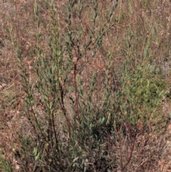 Daviesia mimosoides subsp. mimosoides at Dry Plain, NSW - 14 Mar 2022