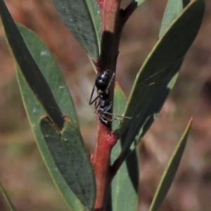 Myrmecia sp., pilosula-group at Dry Plain, NSW - 14 Mar 2022 02:00 PM