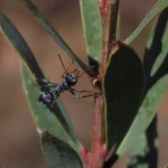 Myrmecia sp., pilosula-group at Dry Plain, NSW - 14 Mar 2022