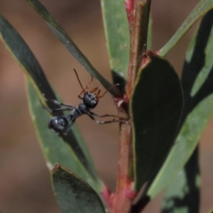 Myrmecia sp., pilosula-group at Dry Plain, NSW - 14 Mar 2022 02:00 PM