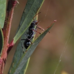 Myrmecia sp., pilosula-group at Dry Plain, NSW - 14 Mar 2022