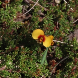 Dillwynia prostrata at Dry Plain, NSW - 14 Mar 2022