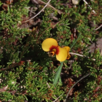 Dillwynia prostrata (Matted Parrot-pea) at Dry Plain, NSW - 14 Mar 2022 by AndyRoo