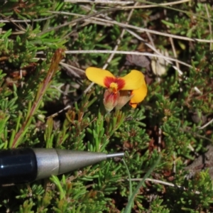 Dillwynia prostrata at Dry Plain, NSW - 14 Mar 2022