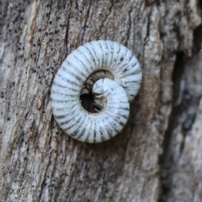Unidentified Millipede (Diplopoda) at West Wodonga, VIC - 2 Jul 2023 by KylieWaldon