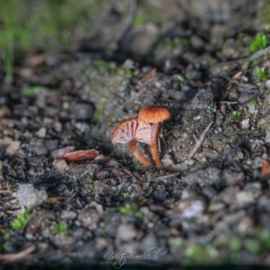 Laccaria sp. at Paddys River, ACT - 7 Jul 2023