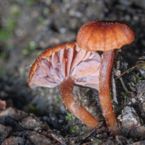 Laccaria sp. at Paddys River, ACT - 7 Jul 2023