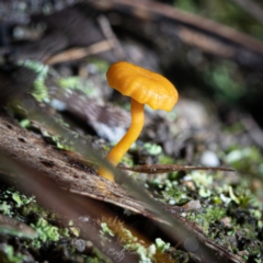 Lichenomphalia chromacea (Yellow Navel) at Paddys River, ACT - 7 Jul 2023 by Cristy1676