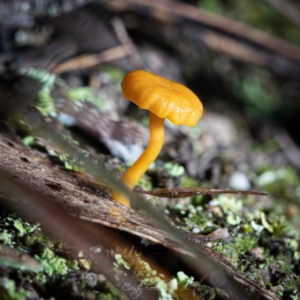 Lichenomphalia chromacea at Paddys River, ACT - 7 Jul 2023