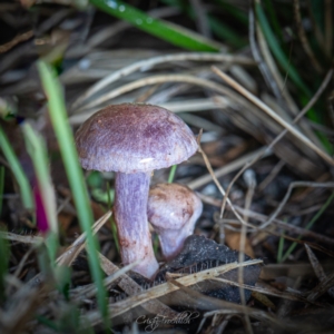 Cortinarius sp. - lilac, blue(ish), purple(ish) at Tidbinbilla Nature Reserve - 7 Jul 2023 04:02 PM