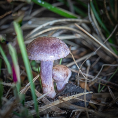 Cortinarius sp. - lilac, blue(ish), purple(ish) at Paddys River, ACT - 7 Jul 2023 by Cristy1676