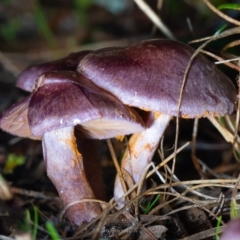 Cortinarius sp. - lilac, blue(ish), purple(ish) at Tidbinbilla Nature Reserve - 7 Jul 2023