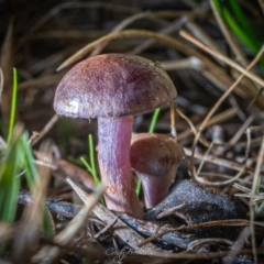 Cortinarius sp. - lilac, blue(ish), purple(ish) at Tidbinbilla Nature Reserve - 7 Jul 2023