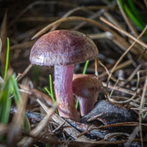 Cortinarius sp. at Paddys River, ACT - 7 Jul 2023