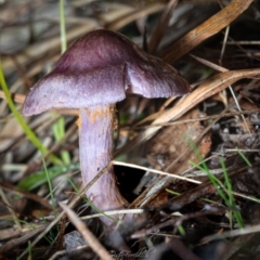 Cortinarius sp. - lilac, blue(ish), purple(ish) at Tidbinbilla Nature Reserve - 7 Jul 2023 04:02 PM