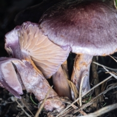 Cortinarius sp. - lilac, blue(ish), purple(ish) at Tidbinbilla Nature Reserve - 7 Jul 2023