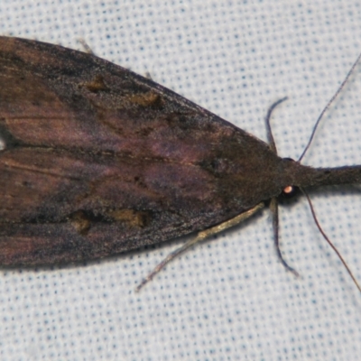 Hypena subvittalis (A Noctuid moth (Hypeninae)) at Sheldon, QLD - 21 Mar 2007 by PJH123
