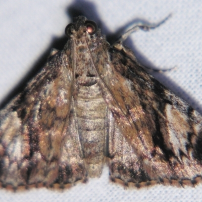 Salma cholica (A Pyralid moth) at Sheldon, QLD - 21 Mar 2007 by PJH123