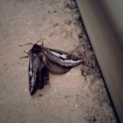 Abantiades atripalpis (Bardee grub/moth, Rain Moth) at Yass River, NSW by 120Acres