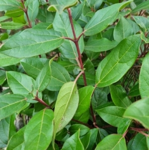 Viburnum tinus at Theodore, ACT - 8 Jul 2023