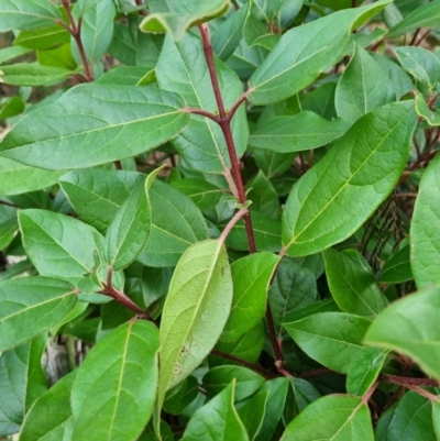 Viburnum tinus (Laurustinus) at Theodore, ACT - 7 Jul 2023 by VeraKurz