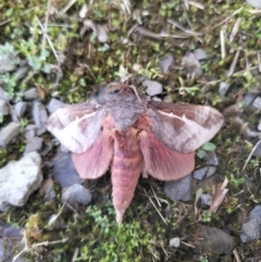 Oxycanus australis (Southern Oxycanus) at Yass River, NSW - 14 May 2023 by 120Acres