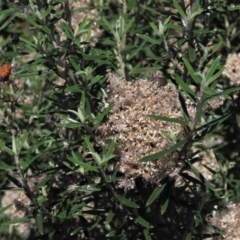 Ozothamnus conditus (Pepper Everlasting) at Dry Plain, NSW - 14 Mar 2022 by AndyRoo