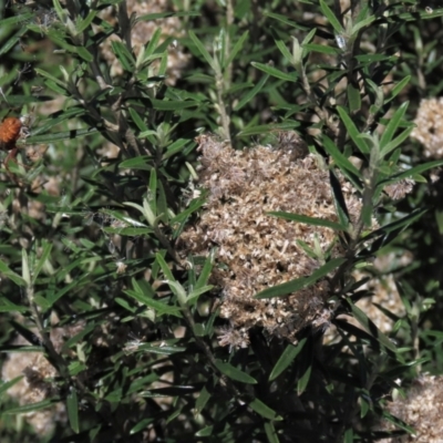 Ozothamnus conditus (Pepper Everlasting) at Dry Plain, NSW - 14 Mar 2022 by AndyRoo