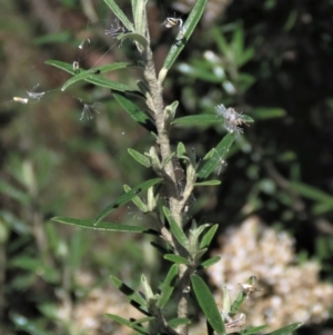 Ozothamnus conditus at Dry Plain, NSW - 14 Mar 2022 02:18 PM