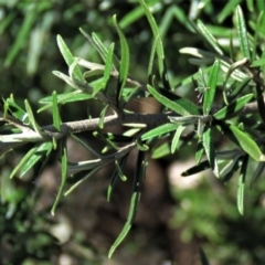 Ozothamnus conditus at Dry Plain, NSW - 14 Mar 2022 02:18 PM