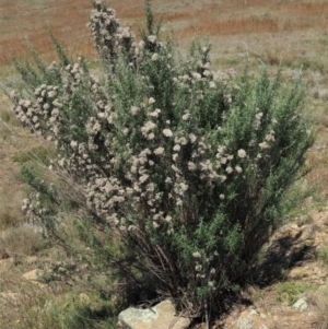 Ozothamnus conditus at Dry Plain, NSW - 14 Mar 2022 02:18 PM