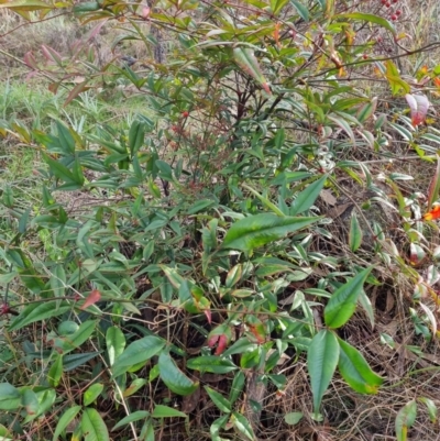 Nandina domestica (Sacred Bamboo) at Theodore, ACT - 8 Jul 2023 by VeraKurz