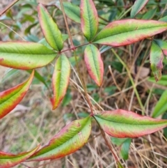 Nandina domestica at Theodore, ACT - 8 Jul 2023