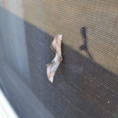 Circopetes obtusata (Grey Twisted Moth) at Yass River, NSW - 16 Nov 2021 by 120Acres