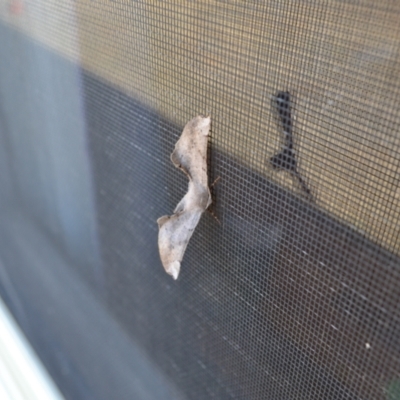 Circopetes obtusata (Grey Twisted Moth) at Yass River, NSW - 16 Nov 2021 by 120Acres