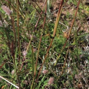 Bothriochloa macra at Dry Plain, NSW - 14 Mar 2022