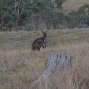 Osphranter robustus at Yass River, NSW - 8 Jul 2023