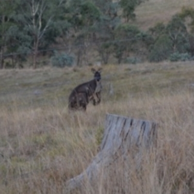 Osphranter robustus robustus (Eastern Wallaroo) at Yass River, NSW - 8 Jul 2023 by 120Acres