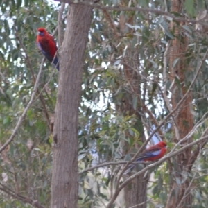 Platycercus elegans at Yass River, NSW - suppressed